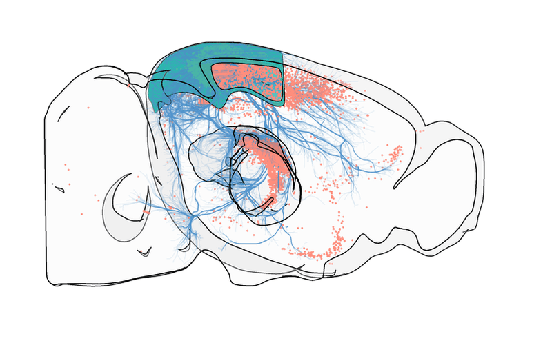 BrainRender